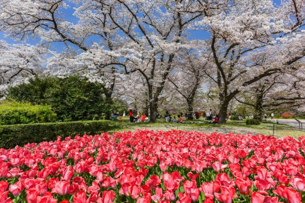 jardin botanique de Kyoto au Japon