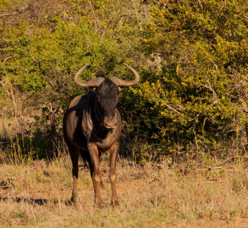 Un buffle - Parc Kruger Afrique du sud