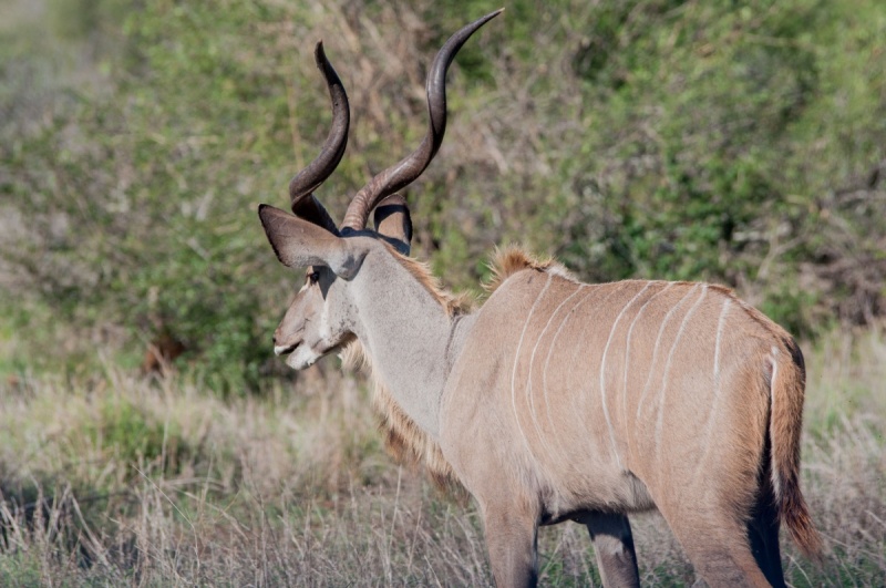 antilopes - Parc Kruger Afrique du sud