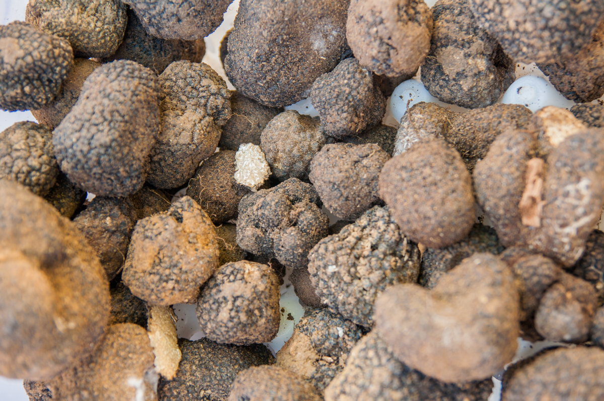 Petites et grosses truffes noires dans le Vaucluse à Menerbes