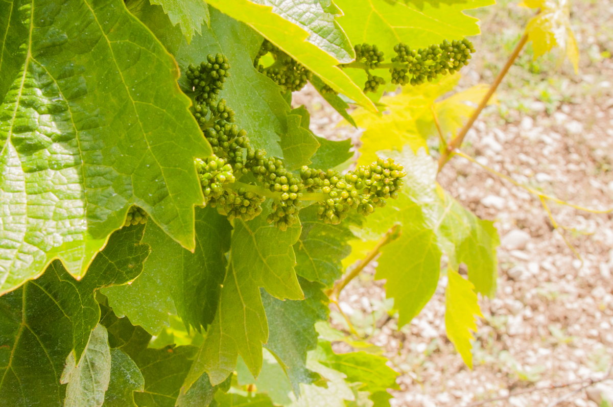 La vigne présente en Vaucluse