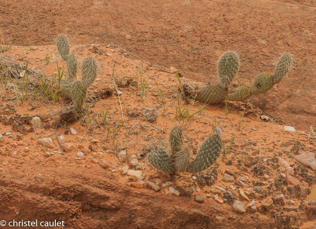 Road-trip USA - cactus - désert de Buchskin Gultch
