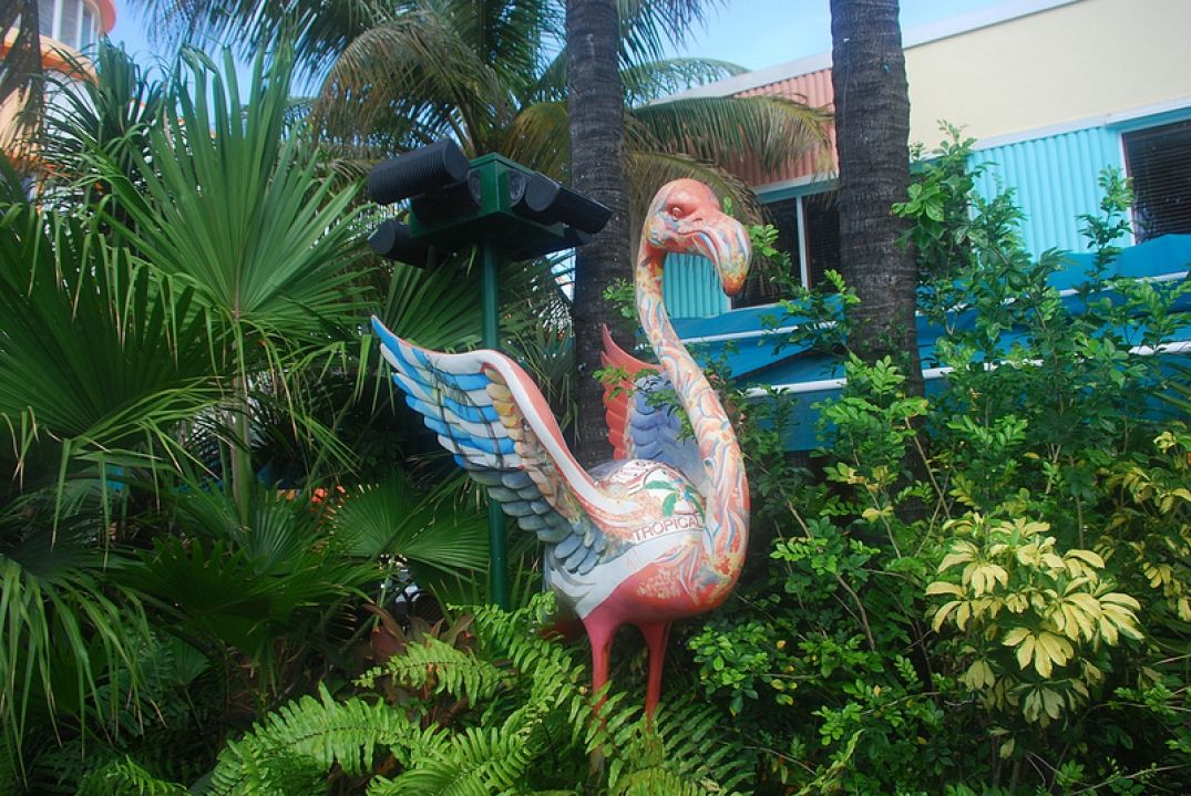Flamingo à Miami